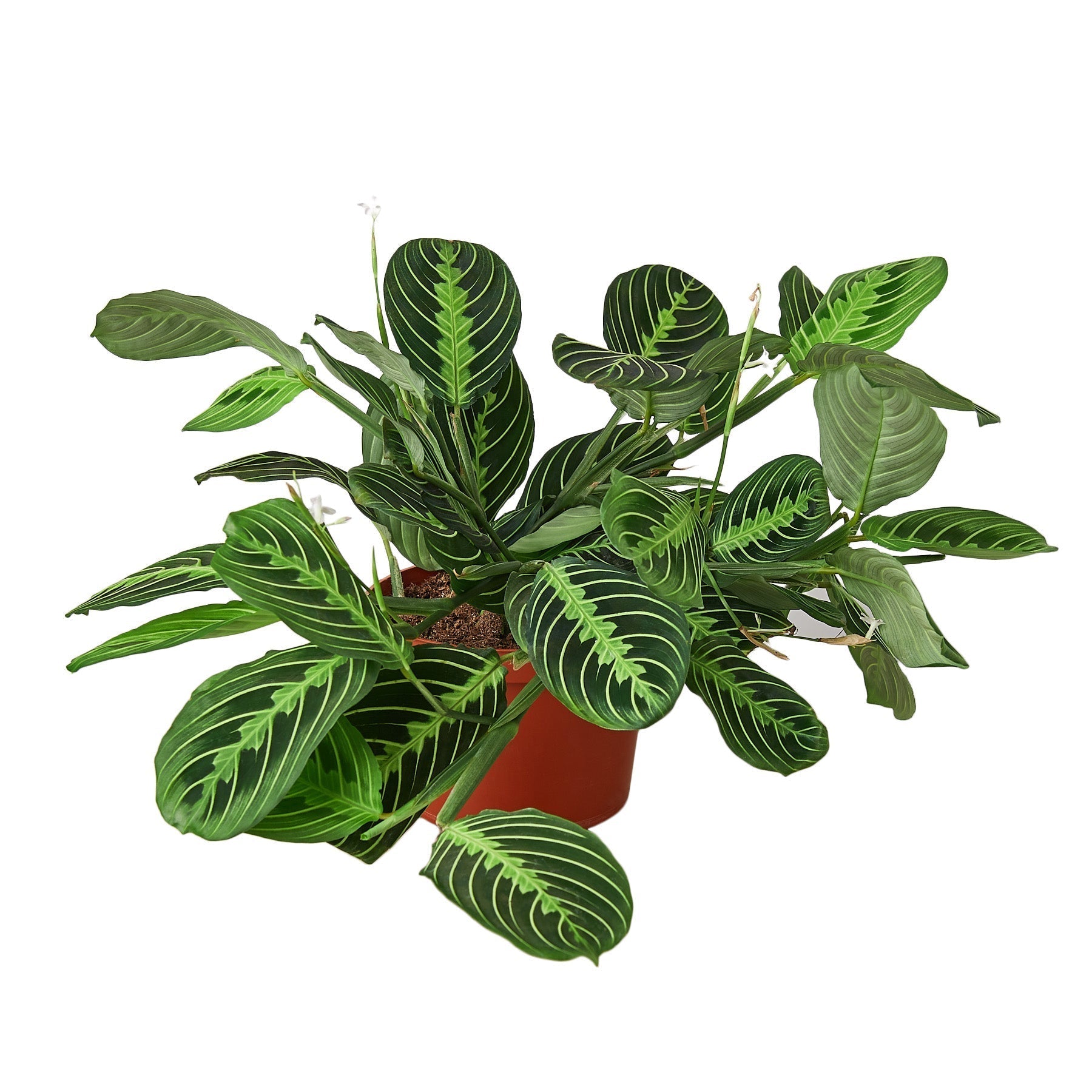 Maranta 'Lemon Lime' Pet Friendly Plant