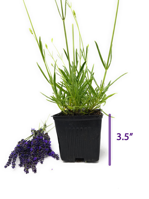 Lavender Live Plant Phenomenal